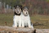 FOX TERRIER 462